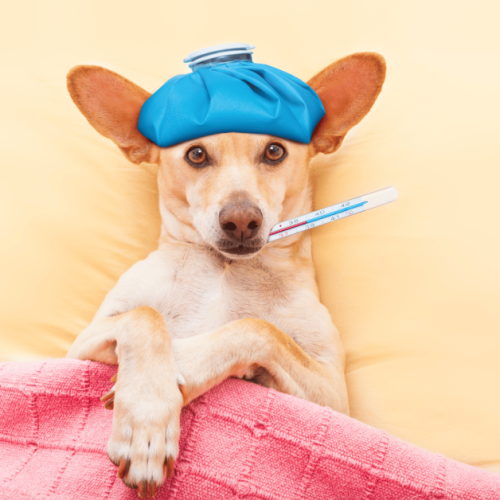 a dog wearing a hat